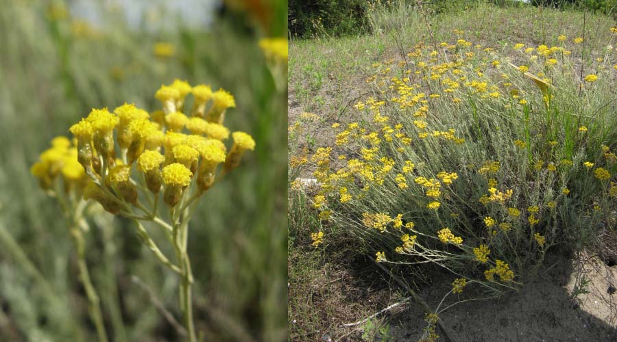 Flora delle dune